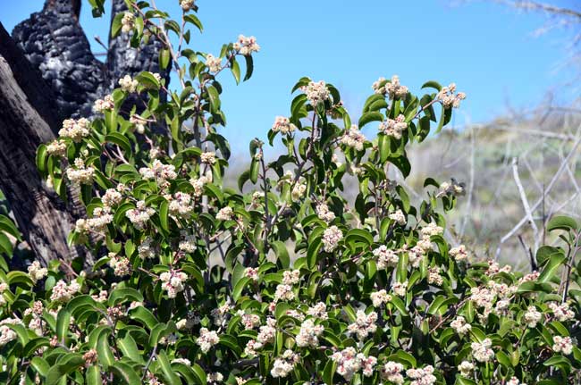 Sugar Sumac has bright green shiny leathery leaves that are mostly evergreen. The leaves are heart shaped to elliptic, often folding at the midrib. Rhus ovata 